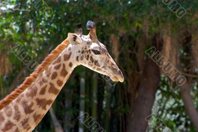 giraffe