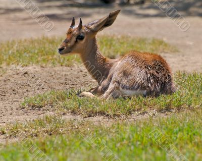 Speke`s Gazelle