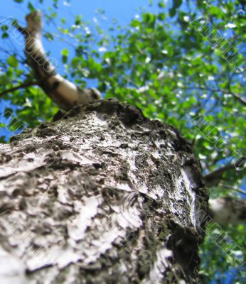 Birch leaves