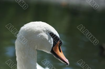 Swan 03