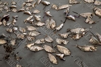 Dead fish