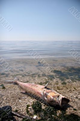 Dead fish