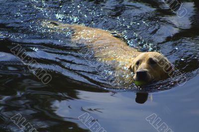 dog swimming