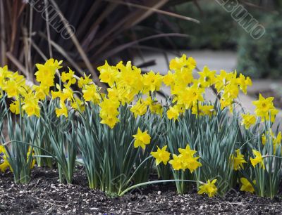 Daffodils On A Spring Day