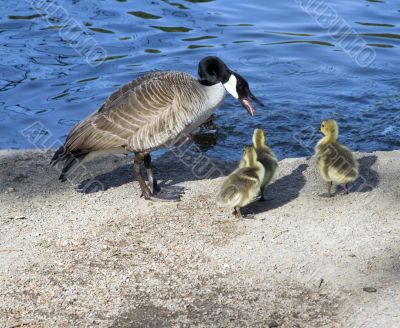 Goose with Goslings