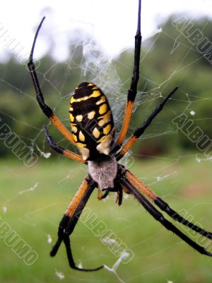 Orbweaver