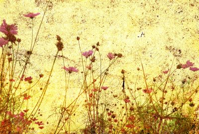old-fashioned flower