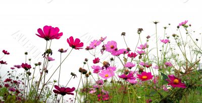 red flowers