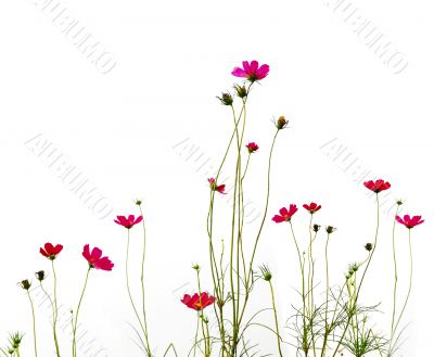 red flowers
