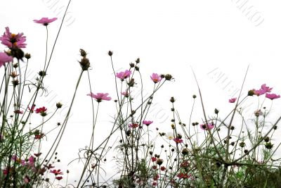 red flowers