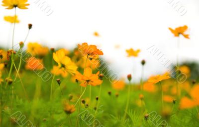 orange flowers