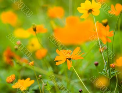 orange flowers