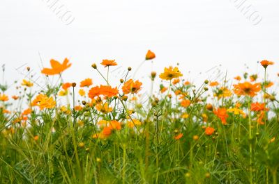 orange flowers