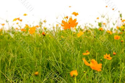 orange flowers