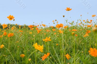 orange flowers