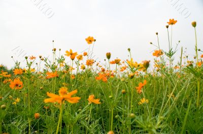 orange flowers
