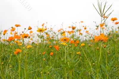 orange flowers
