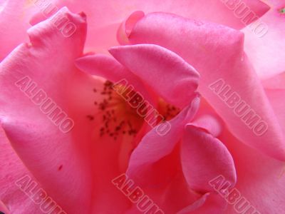 Close up of a scarlet rose