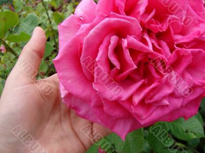 Rose in childrens hands