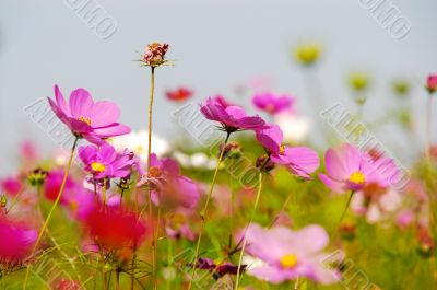 red flowers