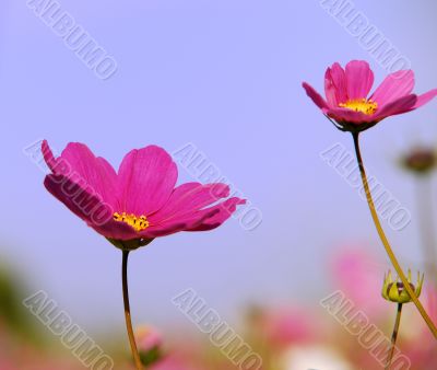 red flowers