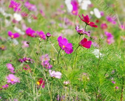 red flowers