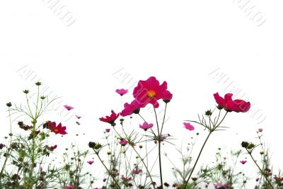 red flowers