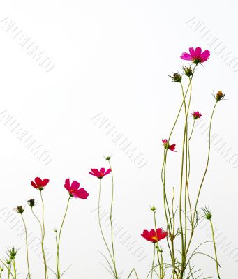 red flowers