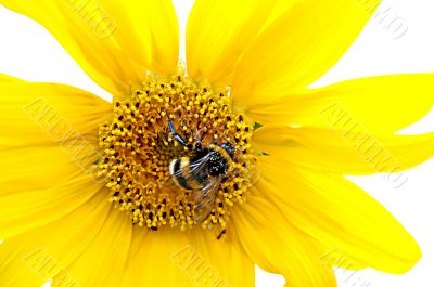 Bumblebee on a sunflower