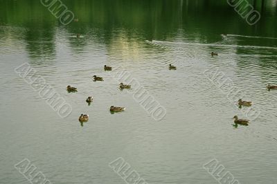 big pond