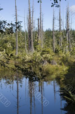 Alert Bay Ecological Park