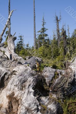 Alert Bay Ecological Park