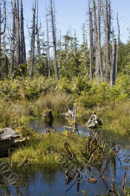 Alert Bay Ecological Park