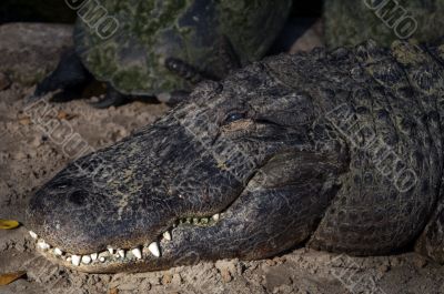 Alligator