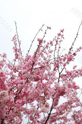 cherry blossoms