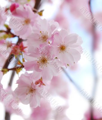 cherry blossoms