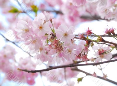 cherry blossoms