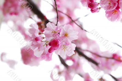 cherry blossoms