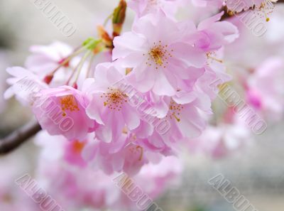 cherry blossoms