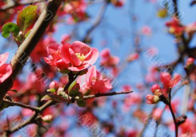 cherry blossoms