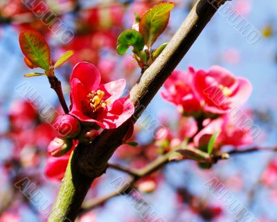cherry blossoms