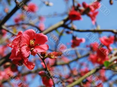 cherry blossoms