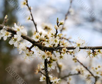 cherry blossoms
