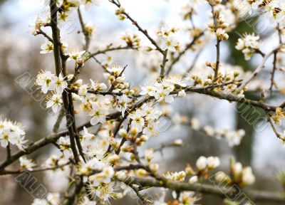 cherry blossoms