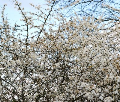 cherry blossoms