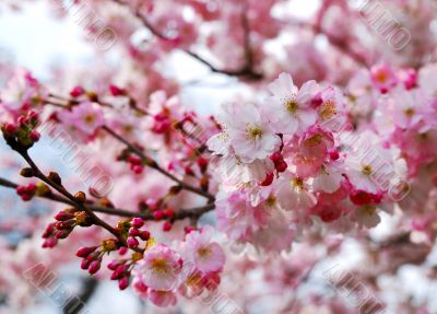 cherry blossoms