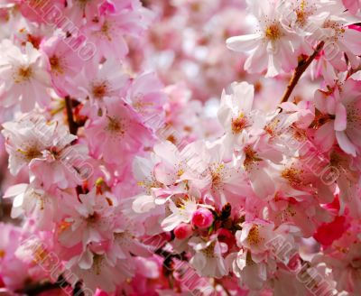 cherry blossoms
