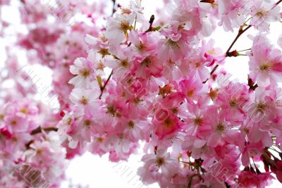 cherry blossoms