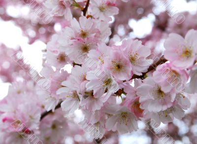 cherry blossoms