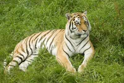 Amur Tiger